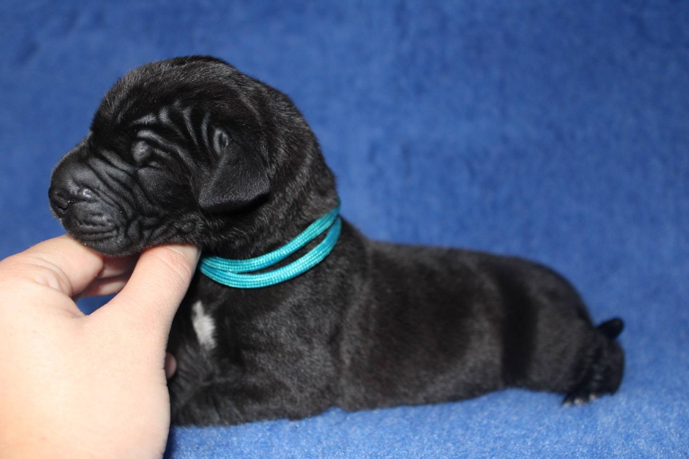 Du Domaine De Tulya - Chiots disponibles - Dogue allemand