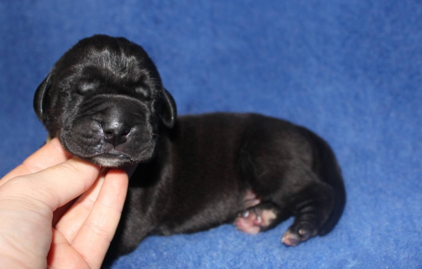 Du Domaine De Tulya - Chiots disponibles - Dogue allemand