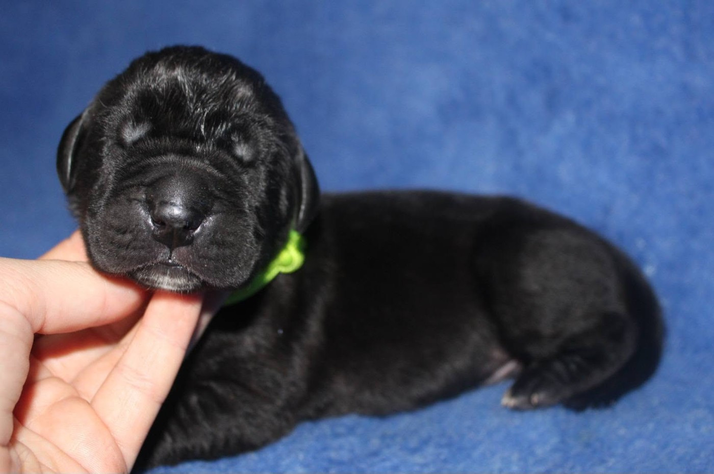 Du Domaine De Tulya - Chiots disponibles - Dogue allemand