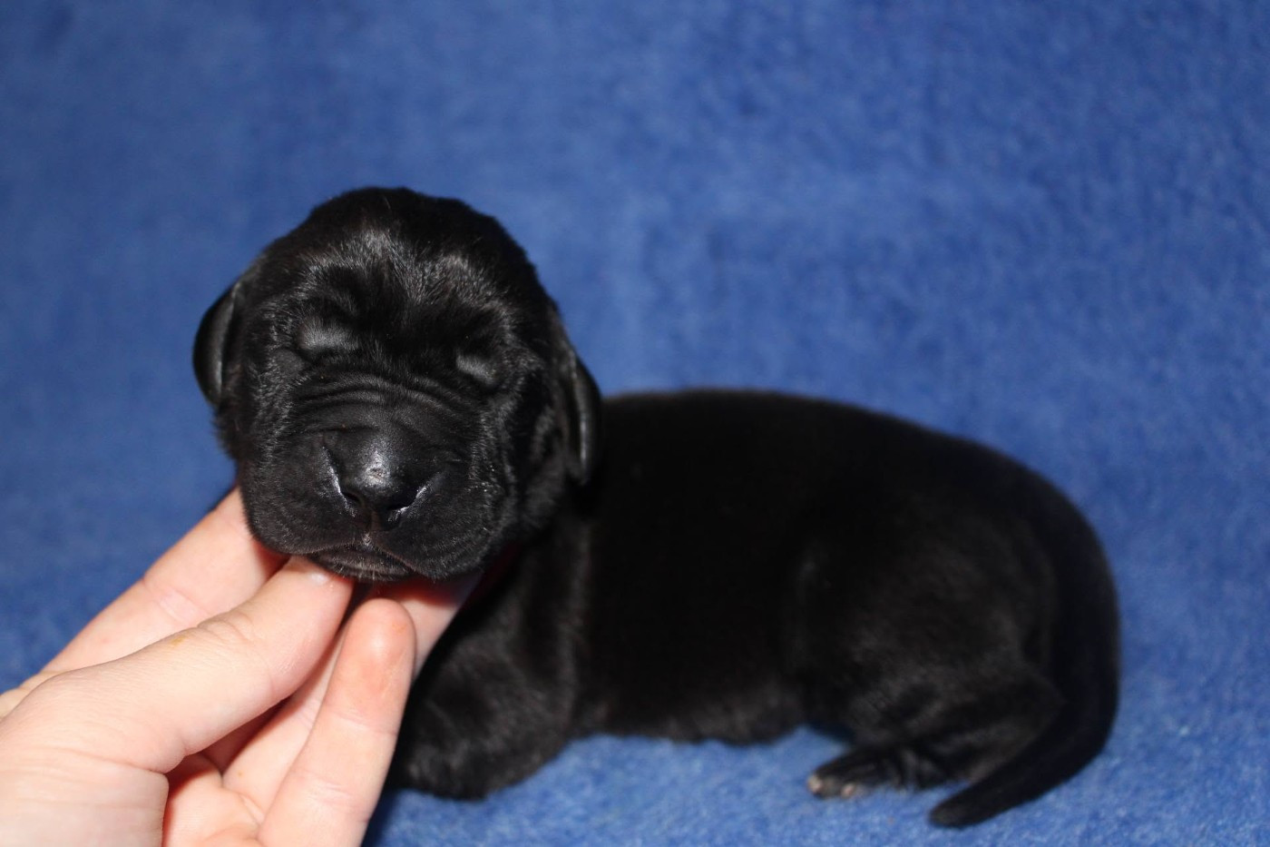 Du Domaine De Tulya - Chiots disponibles - Dogue allemand