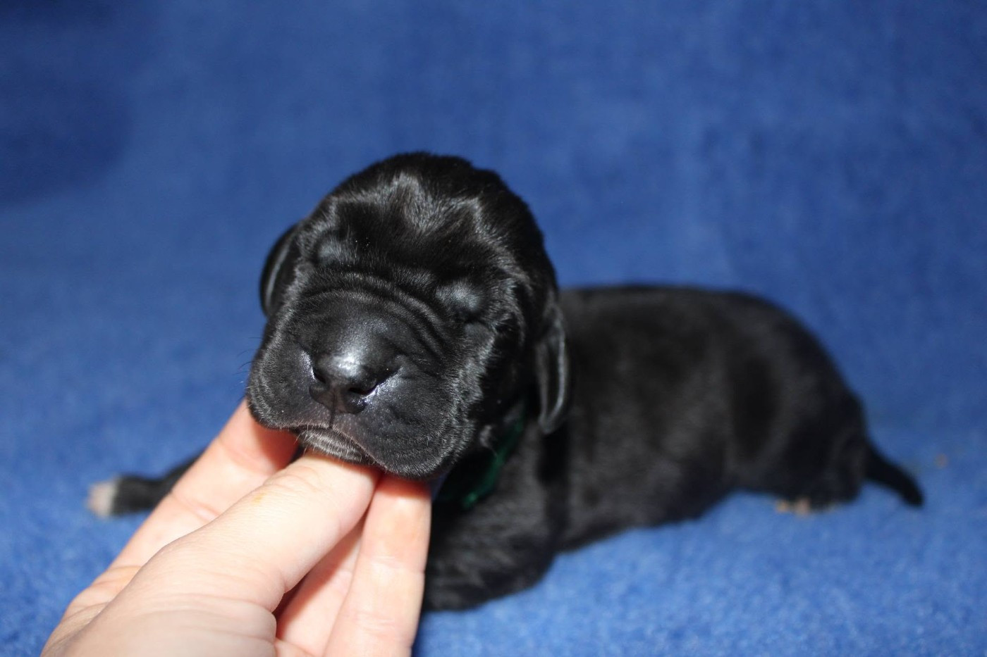 Du Domaine De Tulya - Chiots disponibles - Dogue allemand