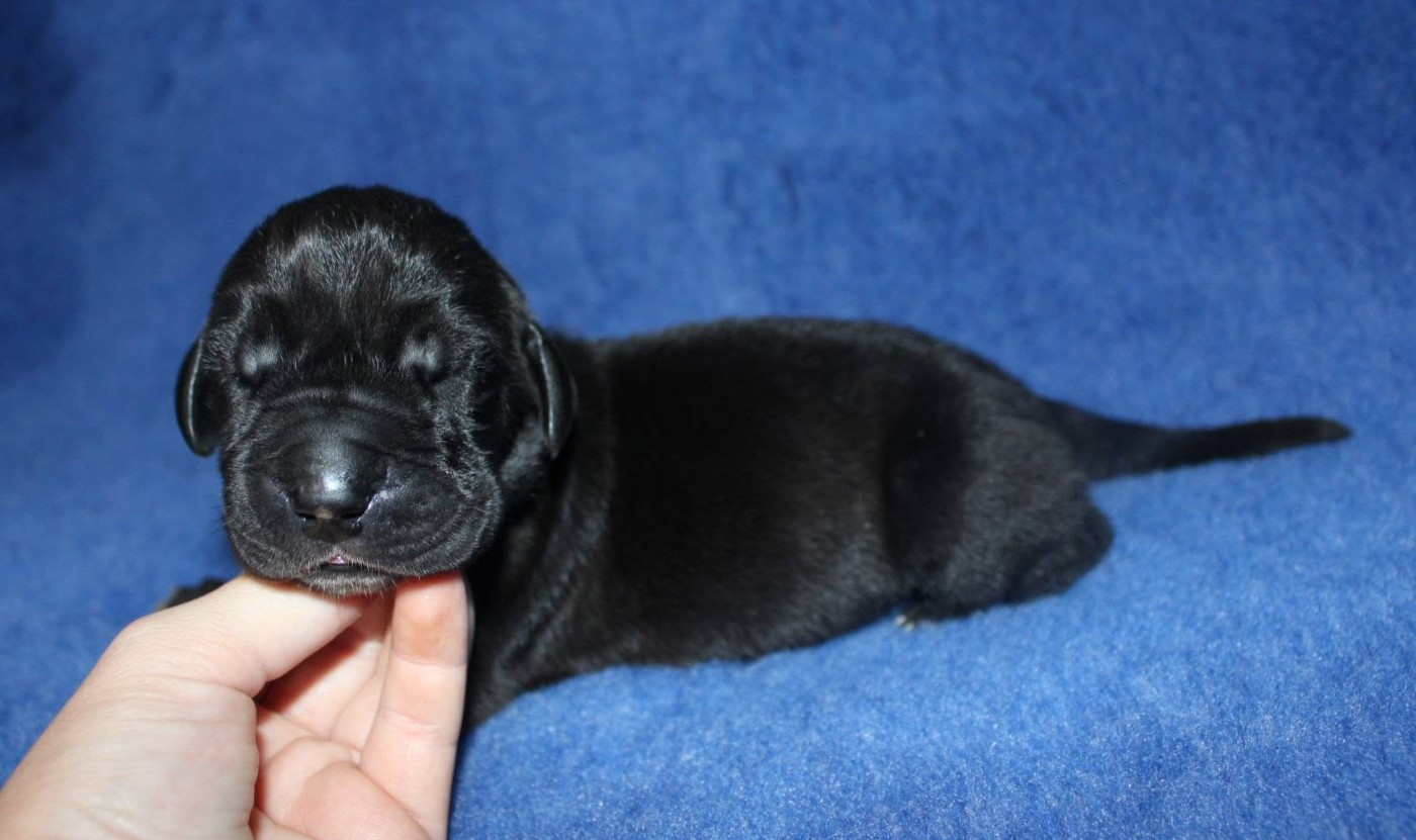 Du Domaine De Tulya - Chiots disponibles - Dogue allemand