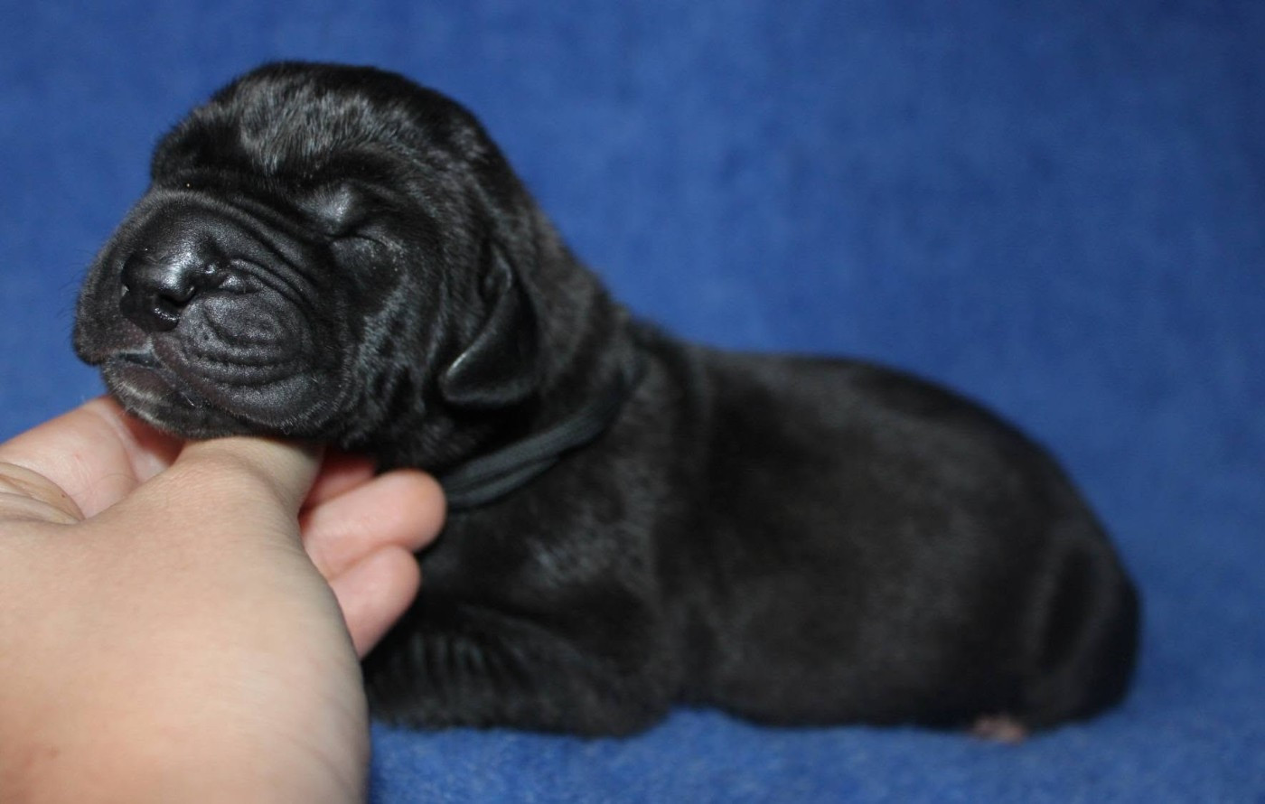 Du Domaine De Tulya - Chiots disponibles - Dogue allemand