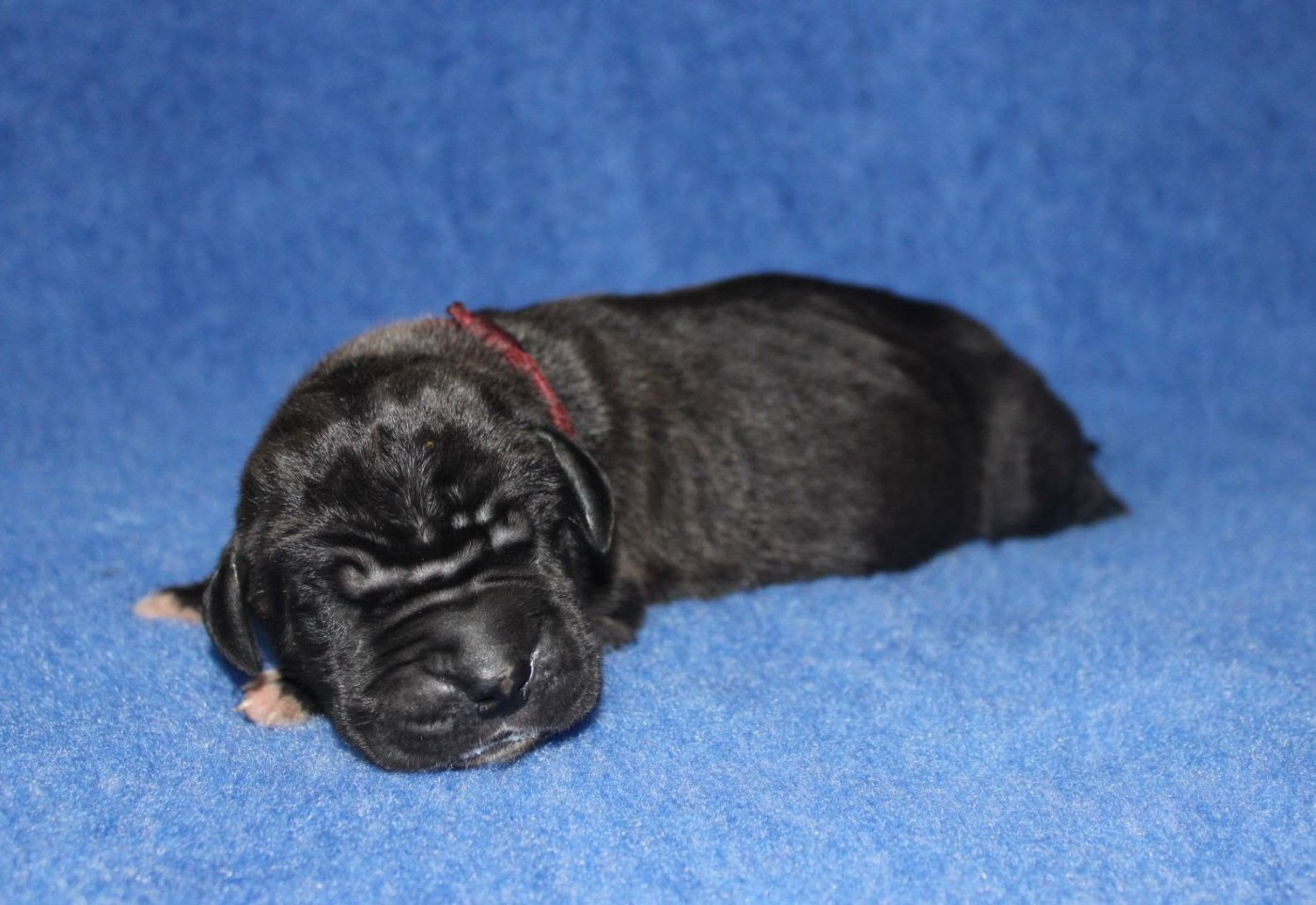 Du Domaine De Tulya - Chiots disponibles - Dogue allemand
