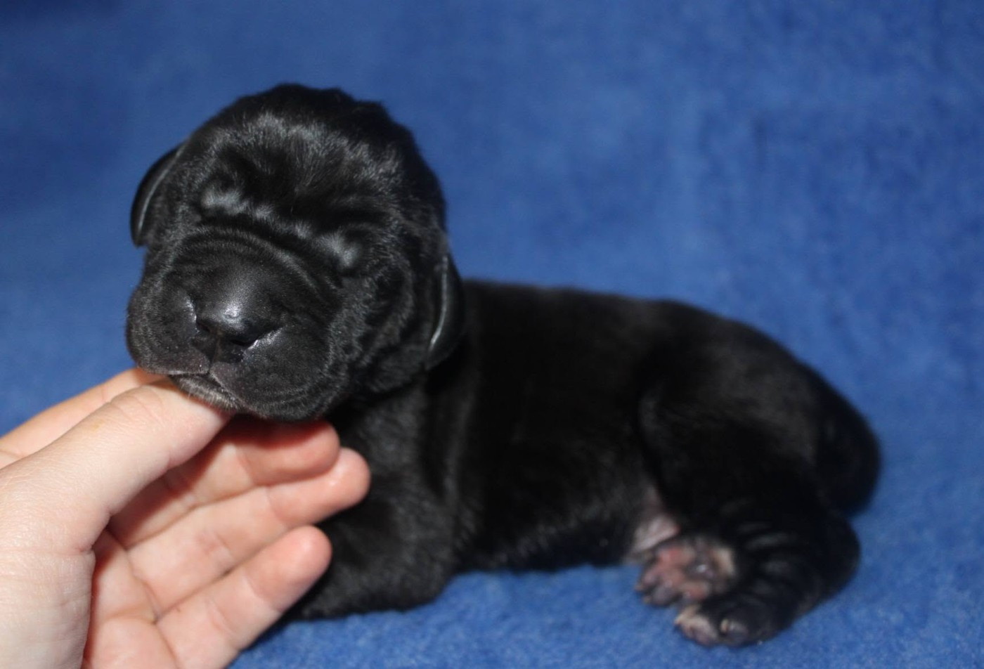 Du Domaine De Tulya - Chiots disponibles - Dogue allemand