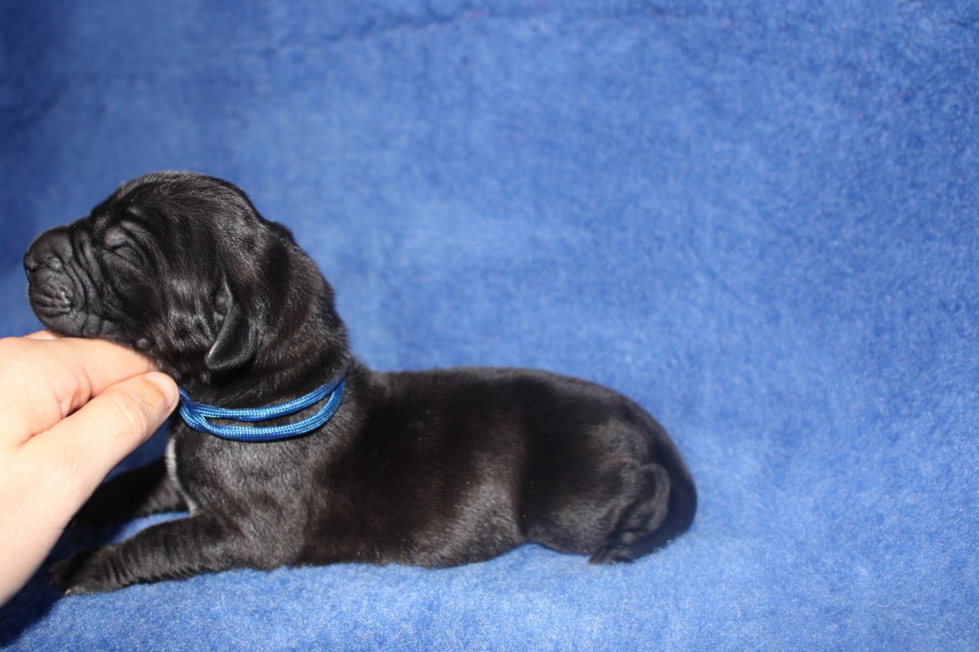 Du Domaine De Tulya - Chiots disponibles - Dogue allemand
