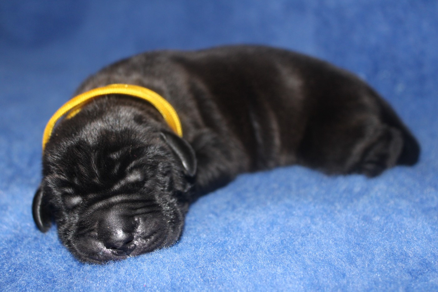 Du Domaine De Tulya - Chiots disponibles - Dogue allemand