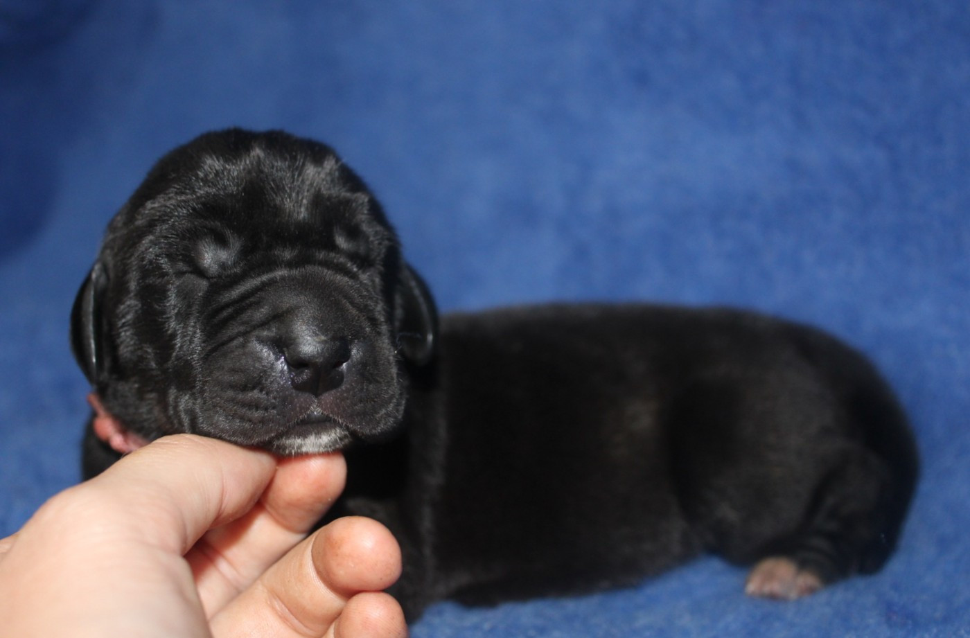 Du Domaine De Tulya - Chiots disponibles - Dogue allemand