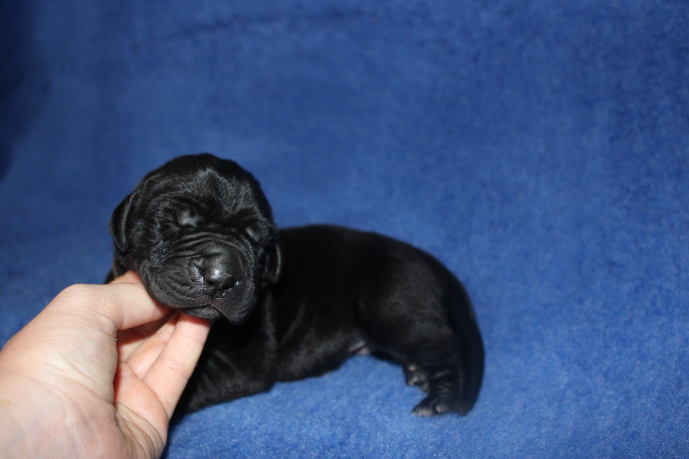 Du Domaine De Tulya - Chiots disponibles - Dogue allemand