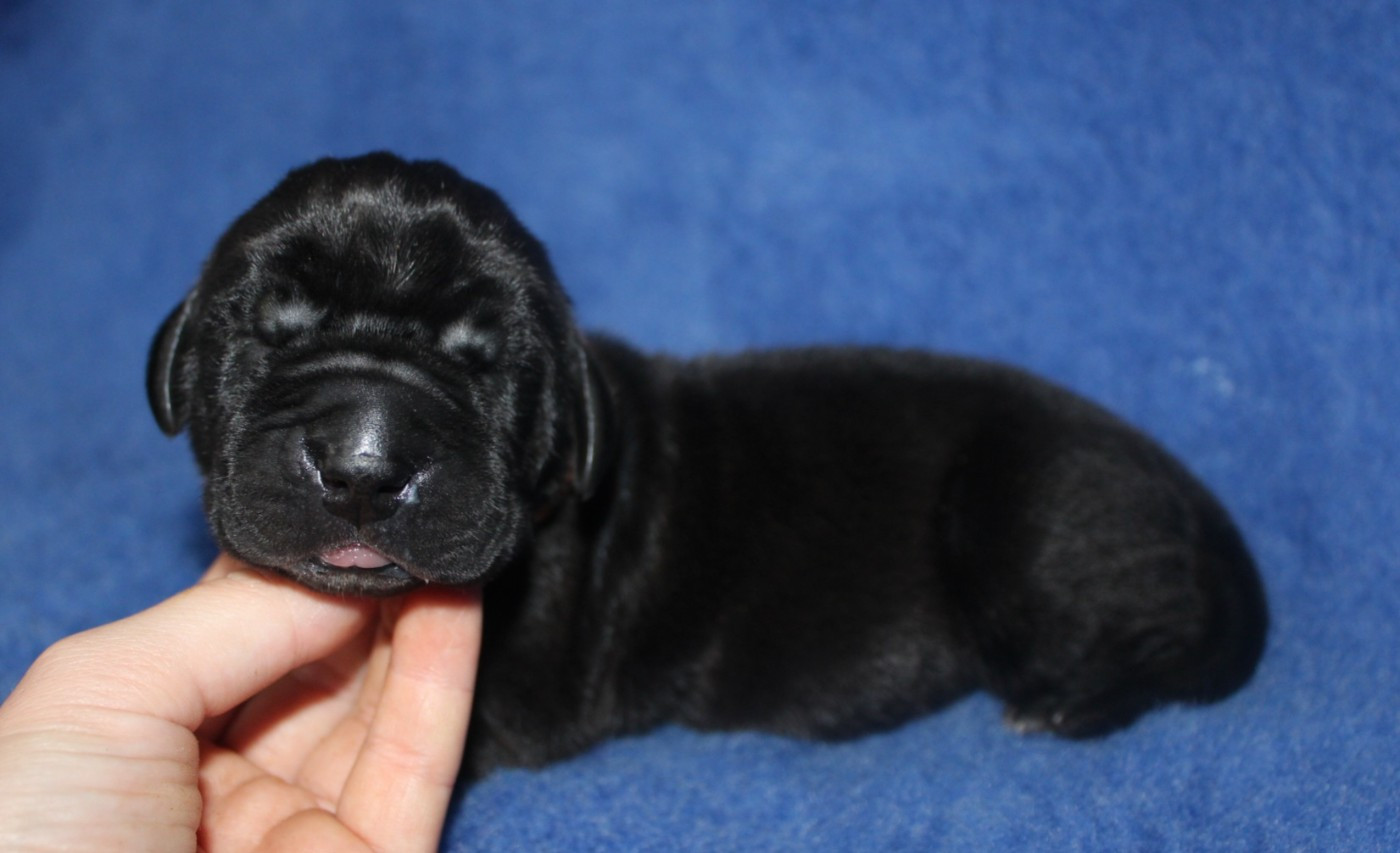 Du Domaine De Tulya - Chiots disponibles - Dogue allemand
