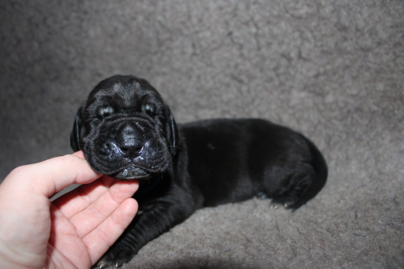 Du Domaine De Tulya - Chiots disponibles - Dogue allemand