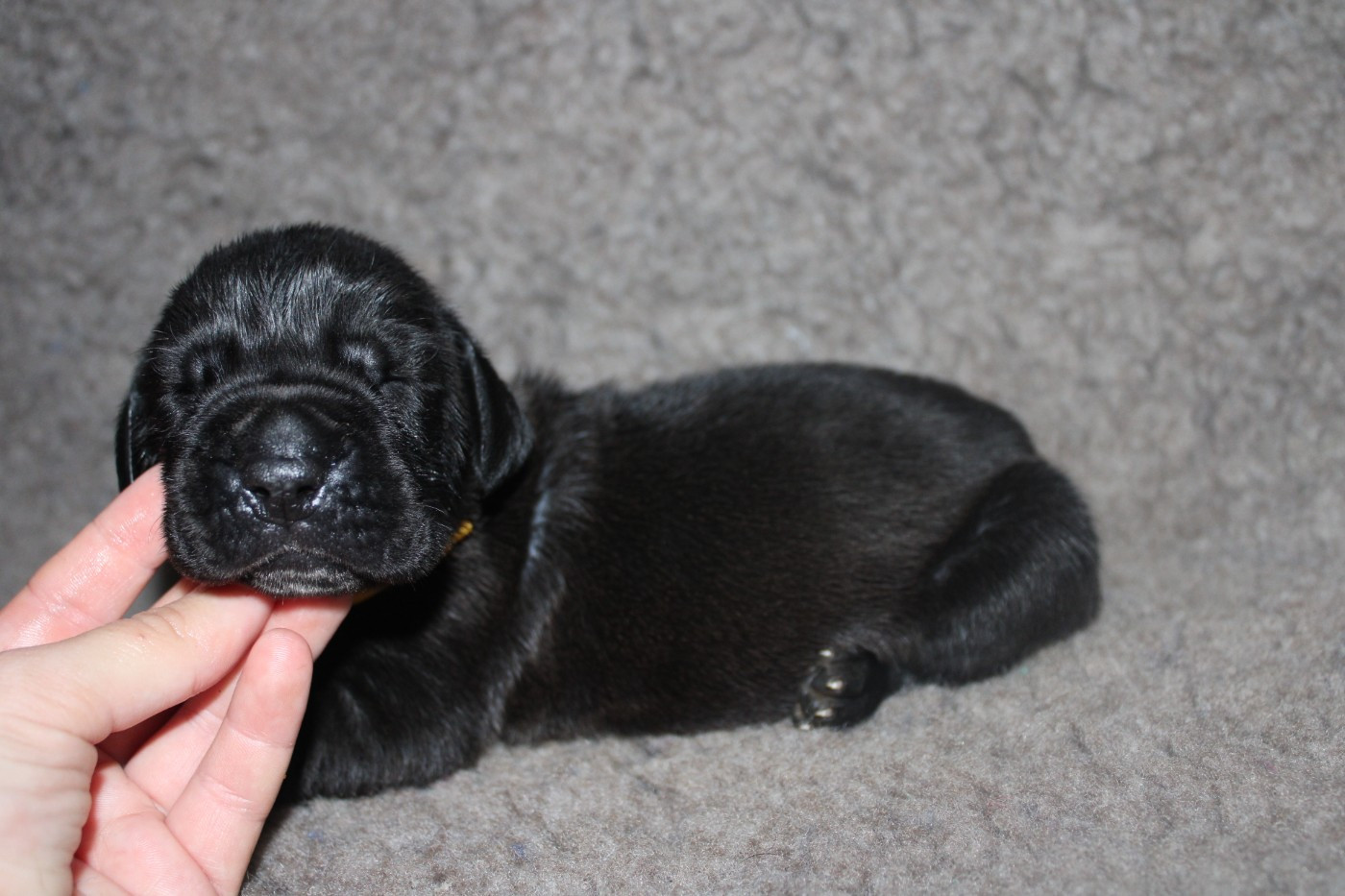 Du Domaine De Tulya - Chiots disponibles - Dogue allemand