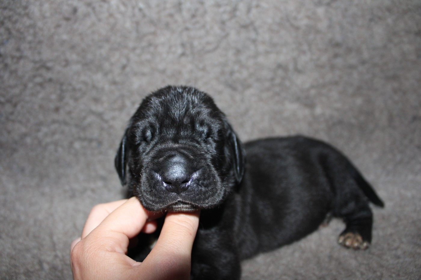 Du Domaine De Tulya - Chiots disponibles - Dogue allemand
