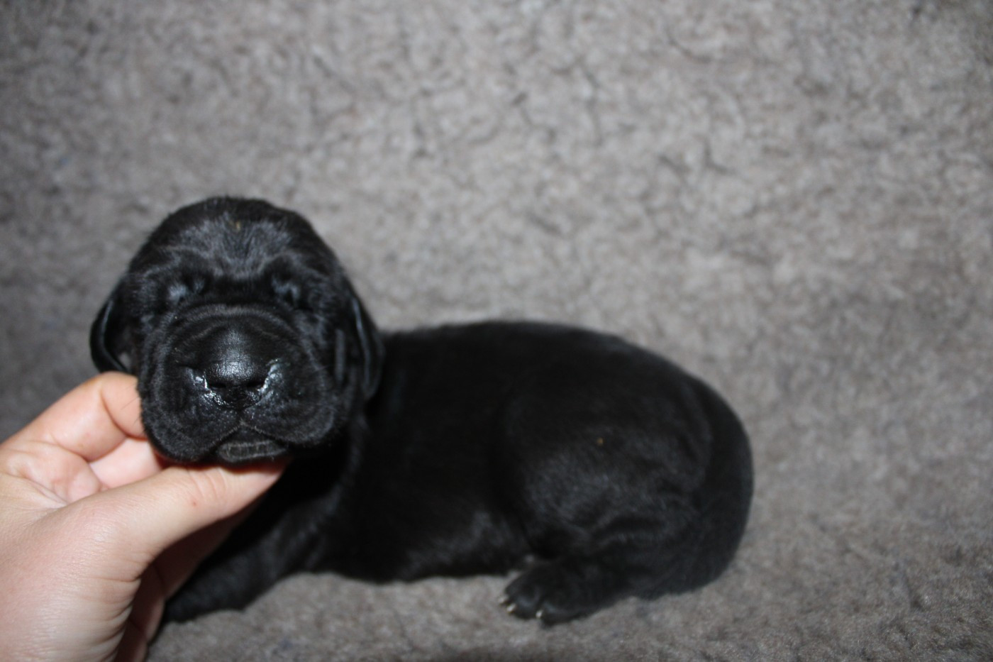 Du Domaine De Tulya - Chiots disponibles - Dogue allemand