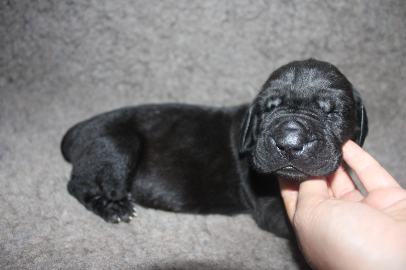 Du Domaine De Tulya - Chiots disponibles - Dogue allemand