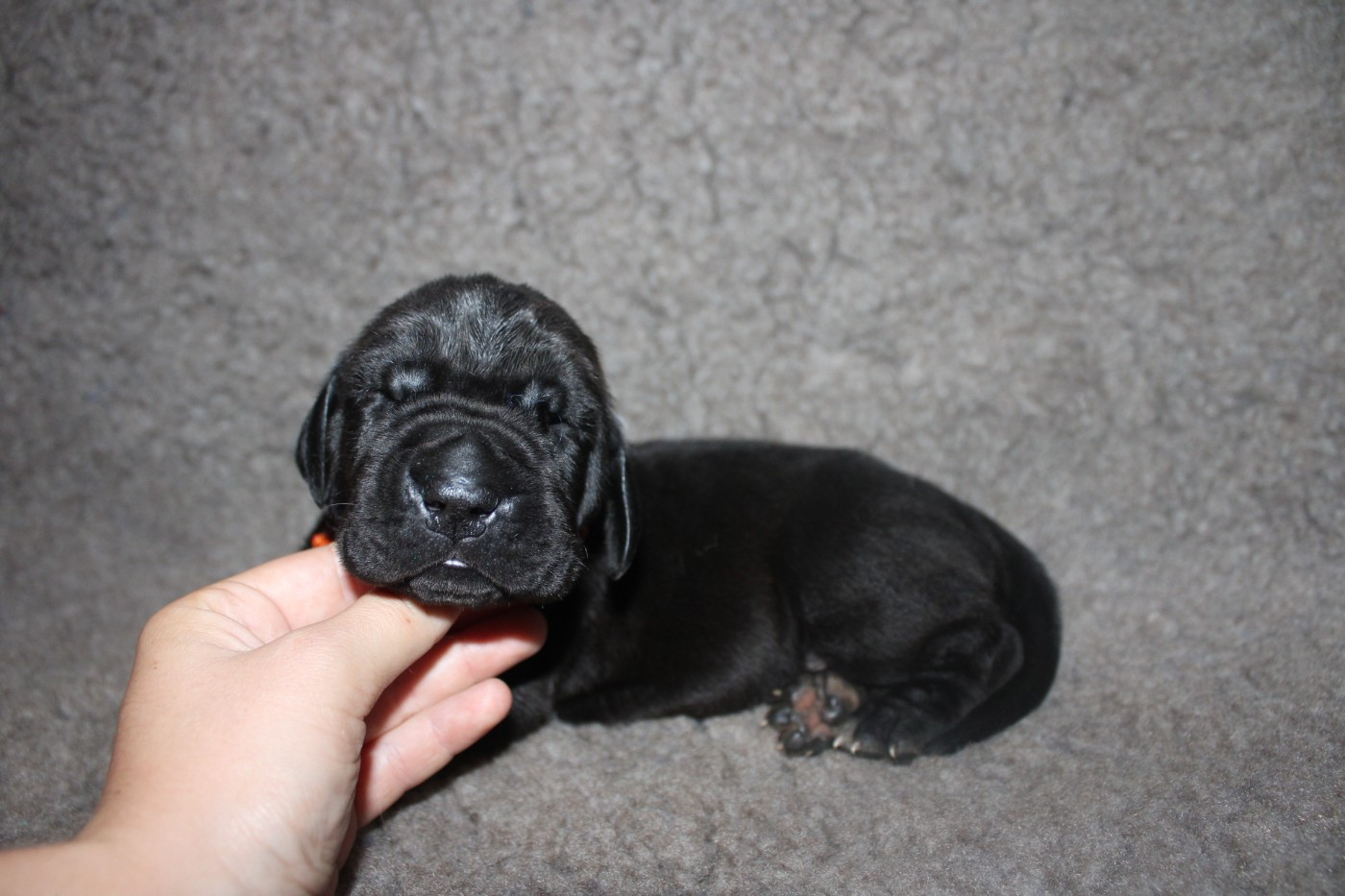 Du Domaine De Tulya - Chiots disponibles - Dogue allemand