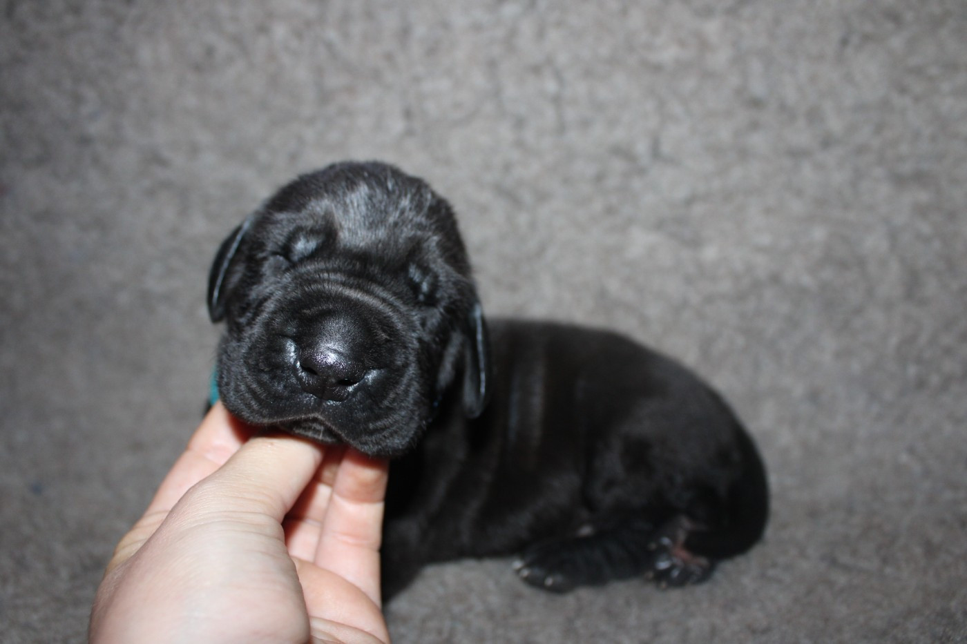 Du Domaine De Tulya - Chiots disponibles - Dogue allemand