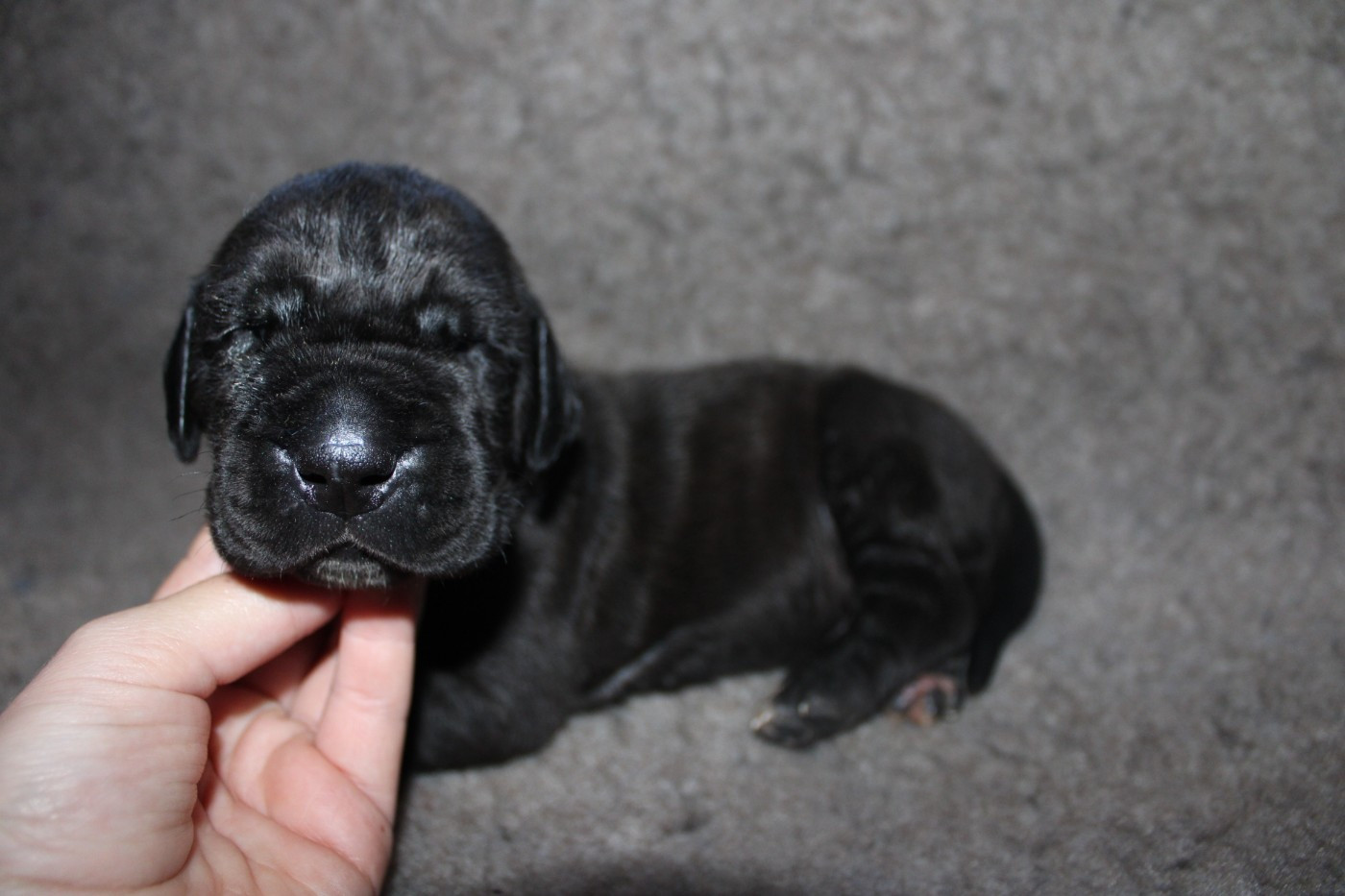 Du Domaine De Tulya - Chiots disponibles - Dogue allemand