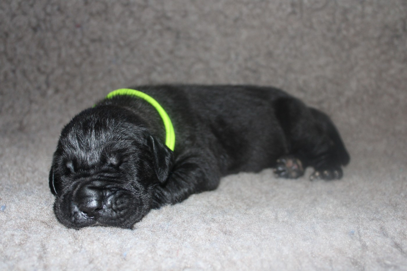 Du Domaine De Tulya - Chiots disponibles - Dogue allemand