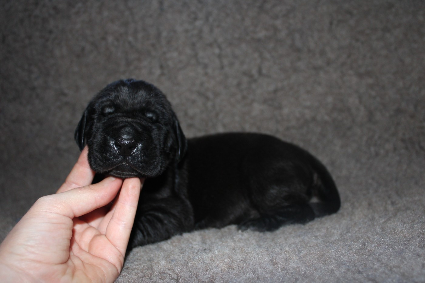 Du Domaine De Tulya - Chiots disponibles - Dogue allemand