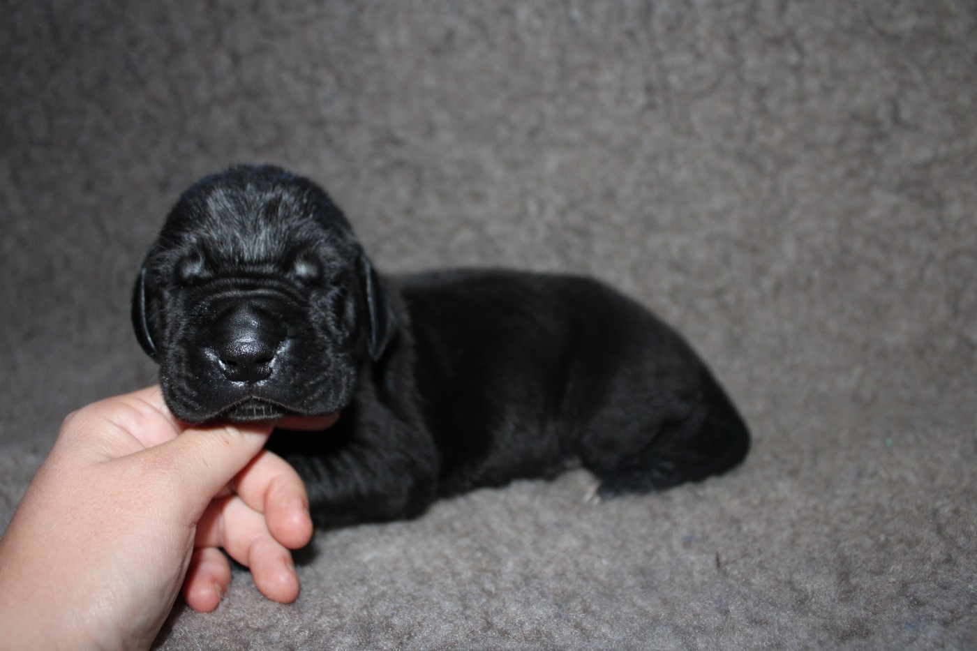 Du Domaine De Tulya - Chiots disponibles - Dogue allemand