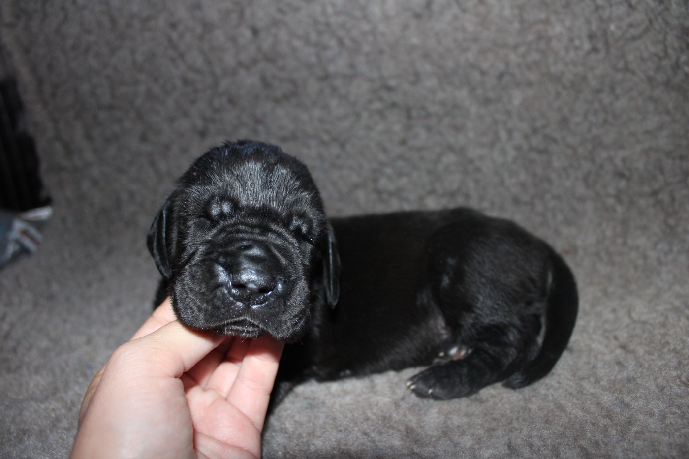 Du Domaine De Tulya - Chiots disponibles - Dogue allemand