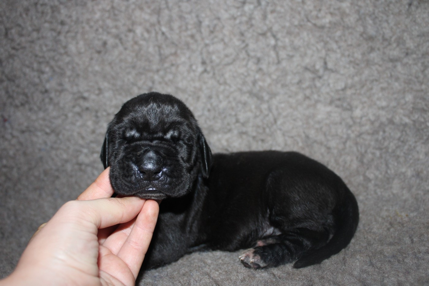 Du Domaine De Tulya - Chiots disponibles - Dogue allemand