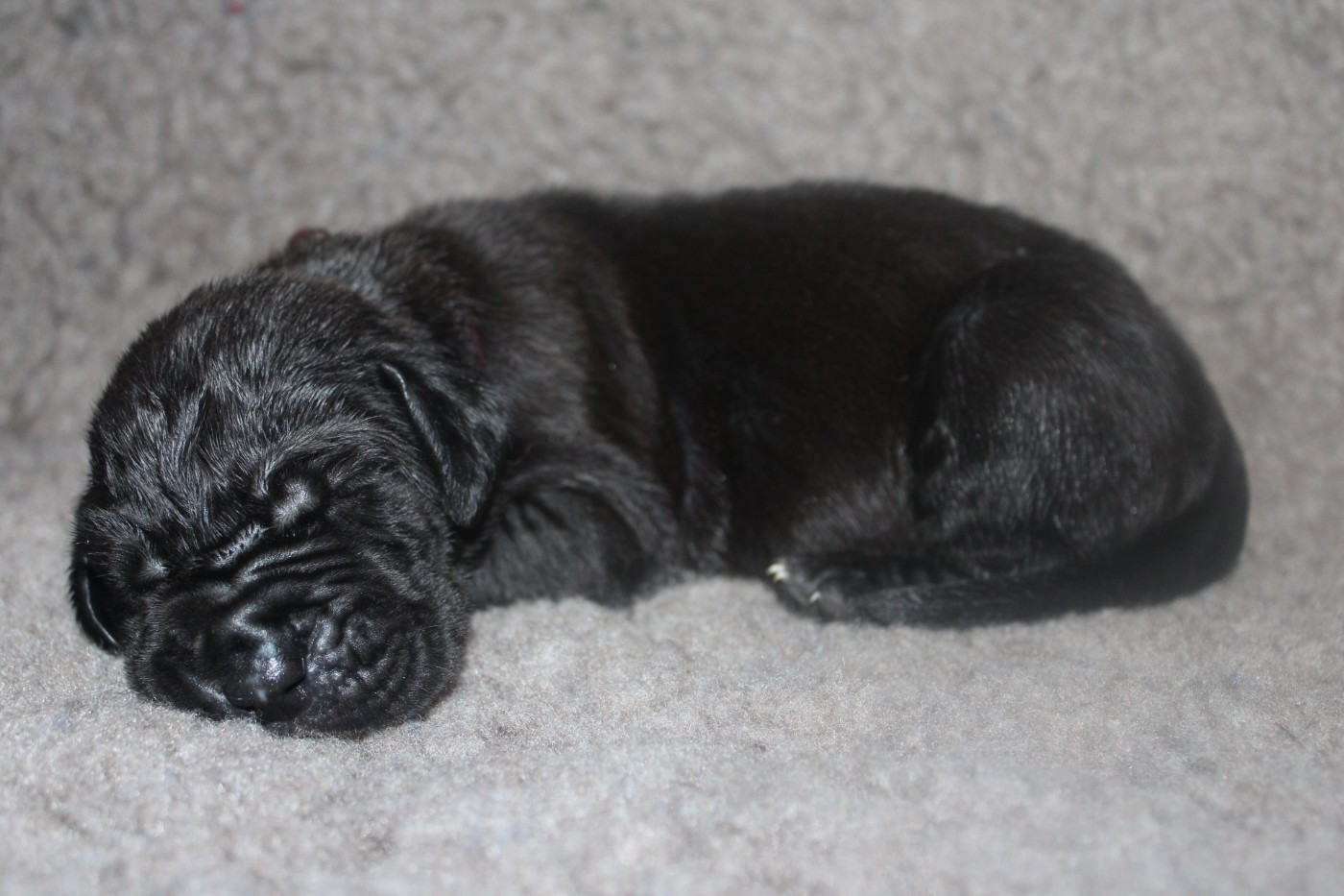 Du Domaine De Tulya - Chiots disponibles - Dogue allemand