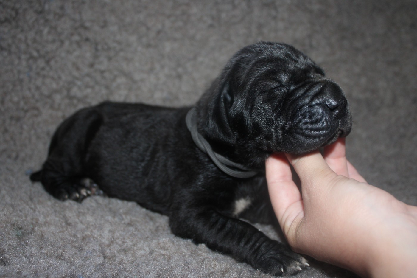 Du Domaine De Tulya - Chiots disponibles - Dogue allemand