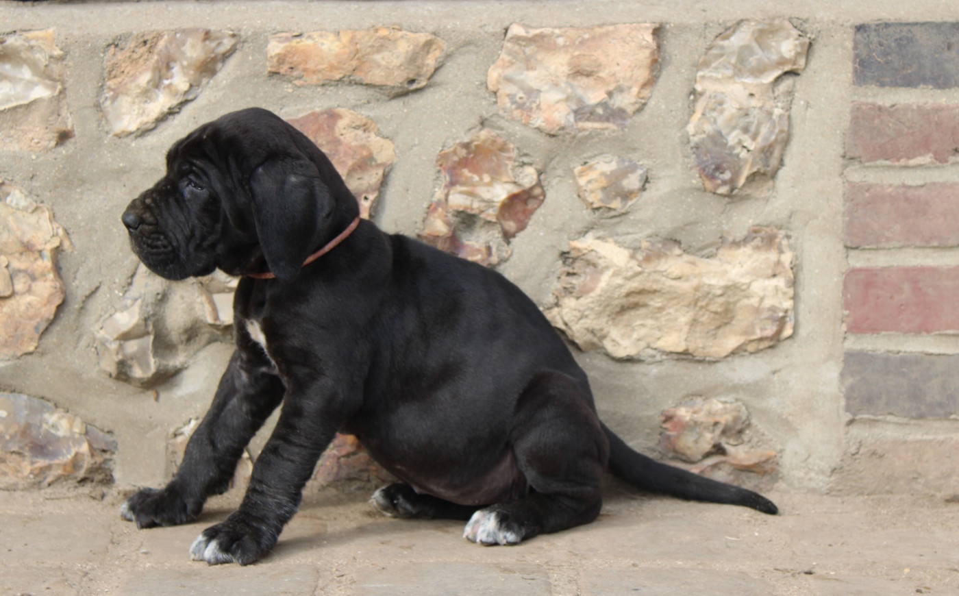 Du Domaine De Tulya - Chiots disponibles - Dogue allemand