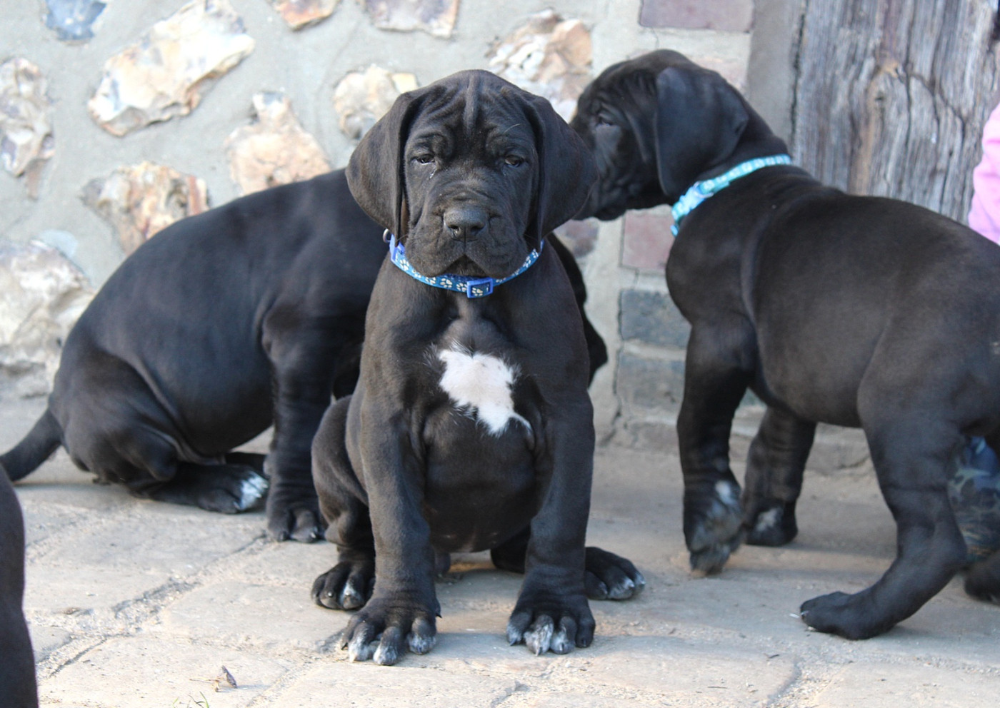 Du Domaine De Tulya - Chiots disponibles - Dogue allemand