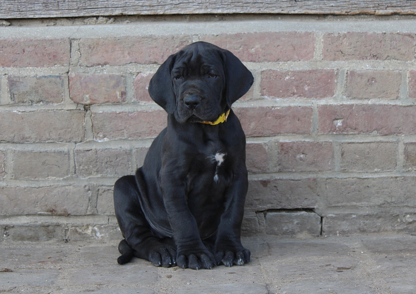 Du Domaine De Tulya - Chiots disponibles - Dogue allemand