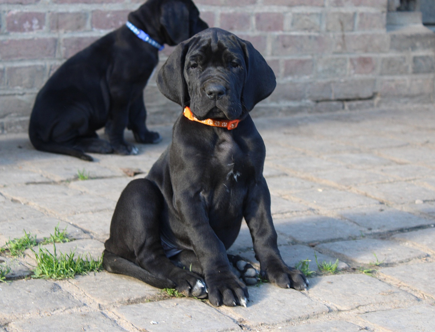 Du Domaine De Tulya - Chiots disponibles - Dogue allemand