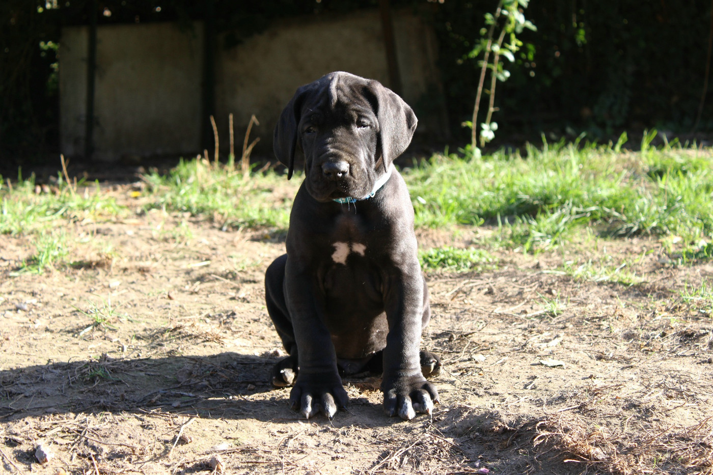 Du Domaine De Tulya - Chiots disponibles - Dogue allemand