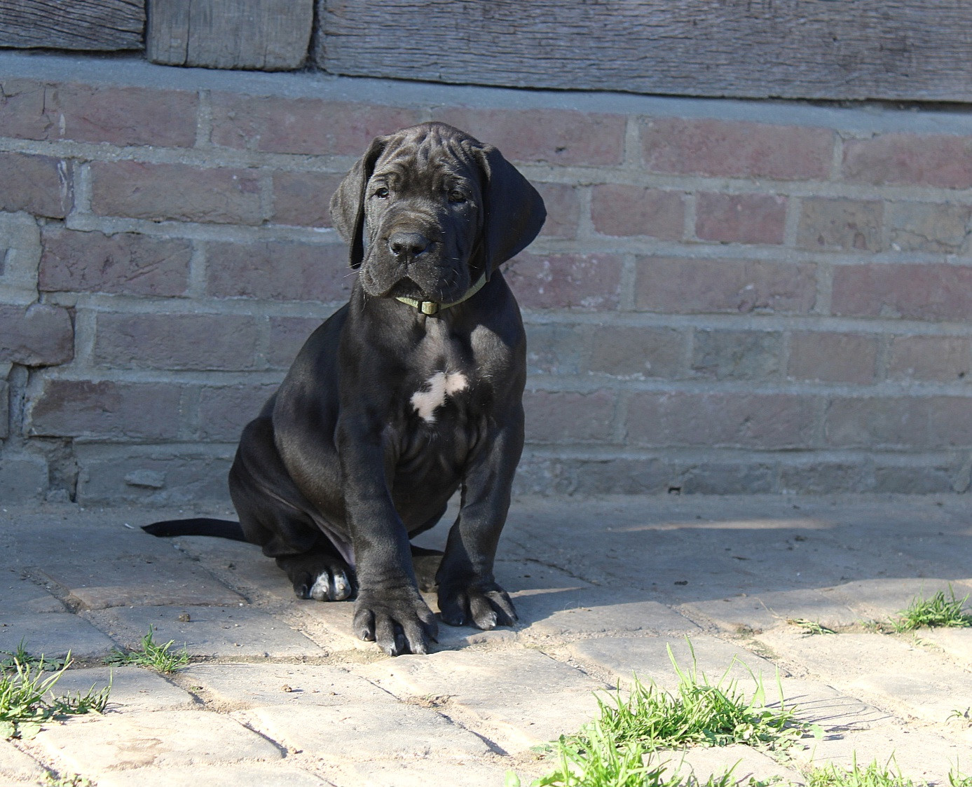 Du Domaine De Tulya - Chiots disponibles - Dogue allemand