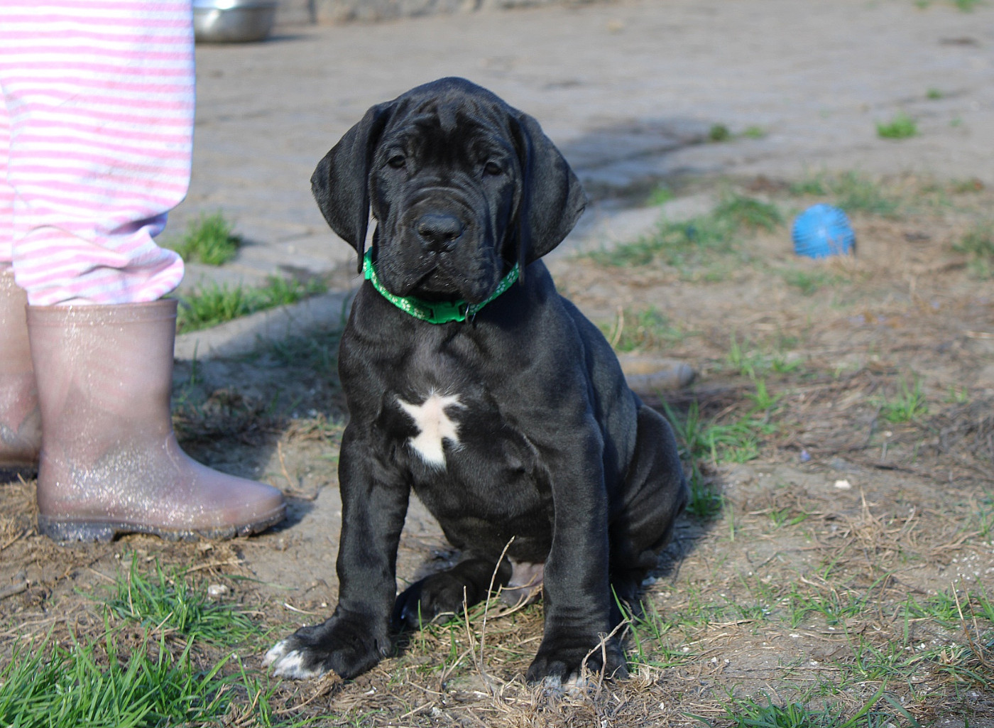 Du Domaine De Tulya - Chiots disponibles - Dogue allemand