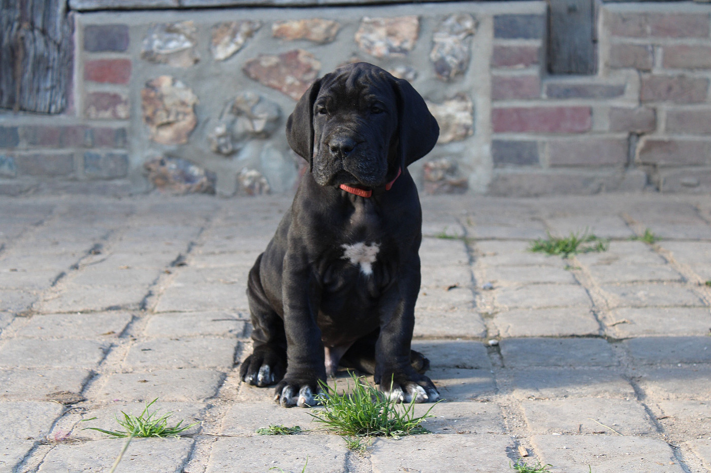 Du Domaine De Tulya - Chiots disponibles - Dogue allemand